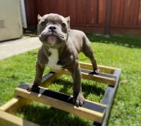 American Bully Puppies for sale in Oakland, CA, USA. price: NA