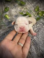American Bully Puppies for sale in Kings Mountain, NC, USA. price: NA