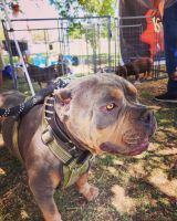 American Bully Puppies for sale in Colorado Springs, CO, USA. price: NA