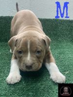 American Bully Puppies for sale in Washington, DC, USA. price: NA