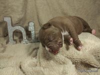 American Bully Puppies for sale in Decatur, IN 46733, USA. price: NA