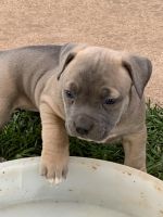 American Bully Puppies for sale in Hawley, TX, USA. price: NA