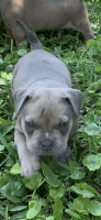 American Bully Puppies for sale in Jacksonville, FL, USA. price: NA