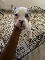 American Bully Puppies for sale in Fort Lauderdale, FL 33312, USA. price: NA