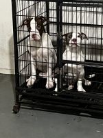 American Bully Puppies for sale in Appleton, WI, USA. price: NA