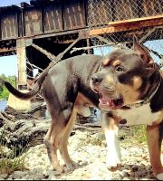 American Bully Puppies for sale in Melbourne, FL, USA. price: NA