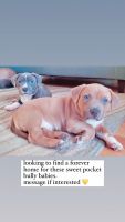 American Bully Puppies for sale in Riverview, FL 33578, USA. price: NA