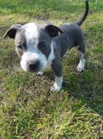 American Bully Puppies for sale in Cove City, NC 28523, USA. price: NA