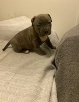 American Bully Puppies for sale in Anthony, NM 88021, USA. price: NA