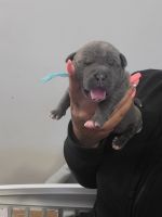 American Bully Puppies for sale in Laurel, MD 20723, USA. price: NA