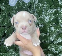 American Bully Puppies for sale in Boston, MA, USA. price: NA
