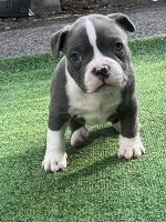 American Bully Puppies for sale in Boston, MA, USA. price: NA