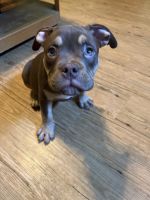 American Bully Puppies for sale in Columbus, GA, USA. price: NA