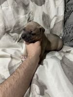 American Bully Puppies for sale in Johnston, RI 02919, USA. price: NA