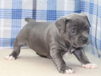 American Bully Puppies for sale in Asheville, NC, USA. price: NA