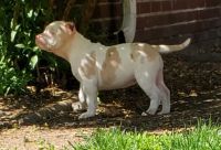 American Bully Puppies for sale in Toledo, OH, USA. price: NA