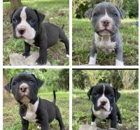 American Bully Puppies for sale in Lexington, SC, USA. price: NA