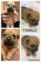 American Bully Puppies for sale in St Joseph, MO 64504, USA. price: NA