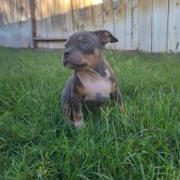 American Bully Puppies for sale in San Diego, CA, USA. price: NA