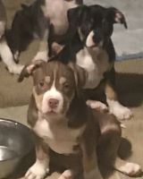 American Bully Puppies for sale in Bunn, NC 27508, USA. price: NA