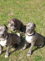 American Bully Puppies for sale in Snellville, GA, USA. price: NA