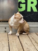 American Bully Puppies for sale in Morley, MI 49336, USA. price: NA