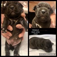 American Bully Puppies for sale in St Joseph, MO, USA. price: NA