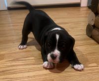 American Bully Puppies for sale in Springfield, IL, USA. price: NA