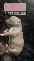 American Bully Puppies for sale in Bay Shore, NY, USA. price: NA