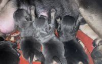 American Bully Puppies for sale in Albuquerque, NM 87123, USA. price: NA