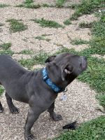 American Bully Puppies for sale in Memphis, TN, USA. price: NA