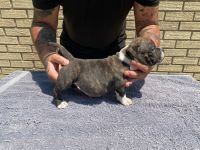 American Bully Puppies for sale in Navarre, FL 32566, USA. price: NA