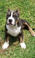American Bully Puppies for sale in 505 Xanadu Dr, Jarrell, TX 76537, USA. price: NA