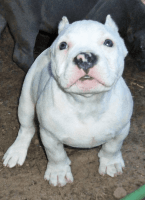 American Bully Puppies for sale in Reidsville, NC 27320, USA. price: NA