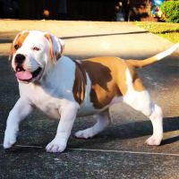 American Bully Puppies for sale in Gadsden, AL, USA. price: NA