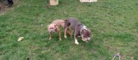 American Bully Puppies for sale in Bay Shore, NY 11706, USA. price: NA