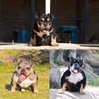 American Bully Puppies for sale in Vineland, NJ, USA. price: NA