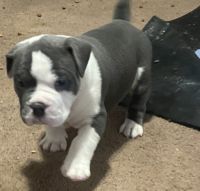 American Bully Puppies for sale in Sharpsburg, PA 15215, USA. price: NA