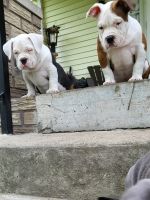 American Bully Puppies for sale in 1699 Belmont St, Bellaire, OH 43906, USA. price: NA