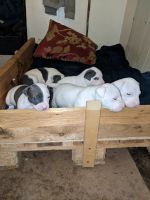 American Bully Puppies for sale in Pryor, OK 74361, USA. price: NA