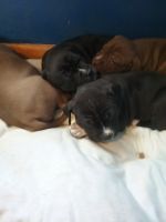 American Bully Puppies for sale in Park City, KY 42160, USA. price: NA