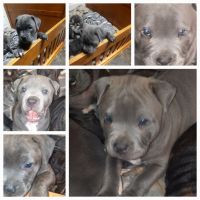 American Bully Puppies for sale in Mendon, OH 45862, USA. price: NA