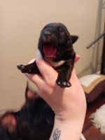 American Bully Puppies for sale in Katy, TX, USA. price: NA