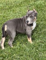 American Bully Puppies for sale in Paris, KY 40361, USA. price: NA