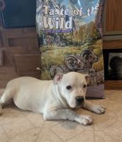 American Bully Puppies for sale in Los Angeles, CA 90018, USA. price: NA