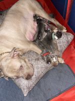 American Bully Puppies for sale in Denver, CO, USA. price: NA