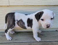 American Bully Puppies for sale in Marshfield, MO 65706, USA. price: NA