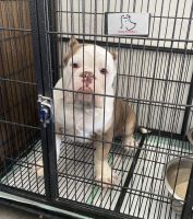 American Bully Puppies for sale in Fort Wayne, IN 46807, USA. price: NA