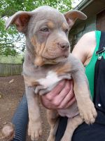 American Bully Puppies for sale in Mogadore, OH, USA. price: NA