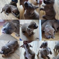 American Bully Puppies for sale in Gettysburg, PA 17325, USA. price: NA